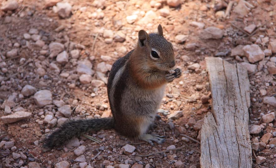 mókus, észak-amerikai mókus, rágcsáló, állat, szőrme, karom, talaj, sziklák, faipari