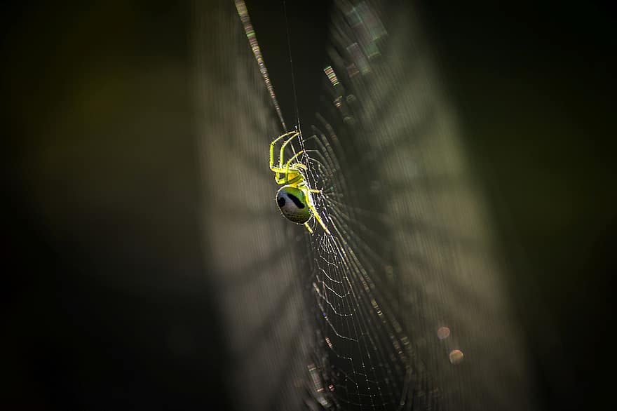 паук, насекомое, паутина, энтомология, макрос, закрыть, живая природа, природа, крупный план, паукообразный, жуткий