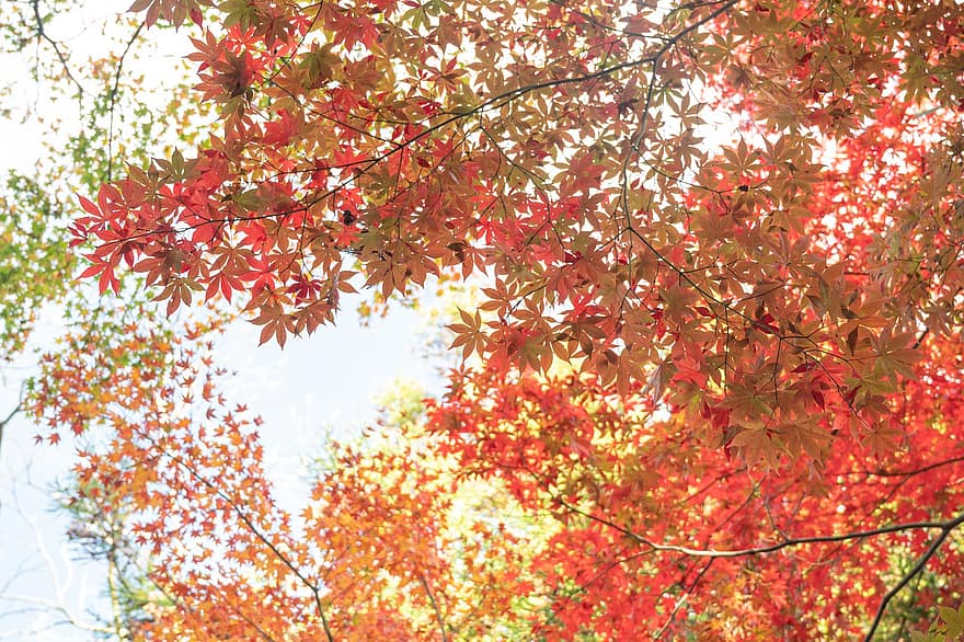 odchodzi, listowie, drzewo, jesień, jesienny, Kioto, Jesień w Japonii, spadek kolorów