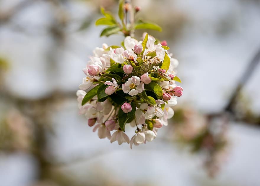 äppelblomningar, vita blommor, blomma, vita kronblad, flora, natur, vår, äppelträd, äppelblom