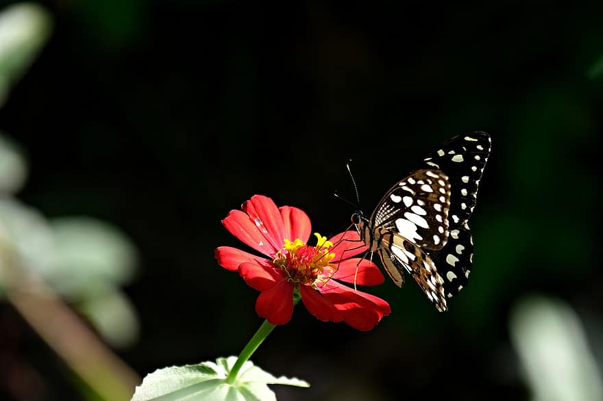 insecte, papallona de calç, polinització, zinnia, flor, florir, entomologia, primer pla, estiu, papallona, multicolor