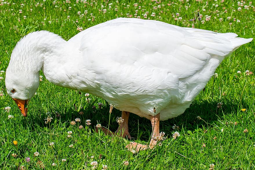 Goose, Poultry, Bird, Fauna, Feathes, Plumage, Beak, Grass