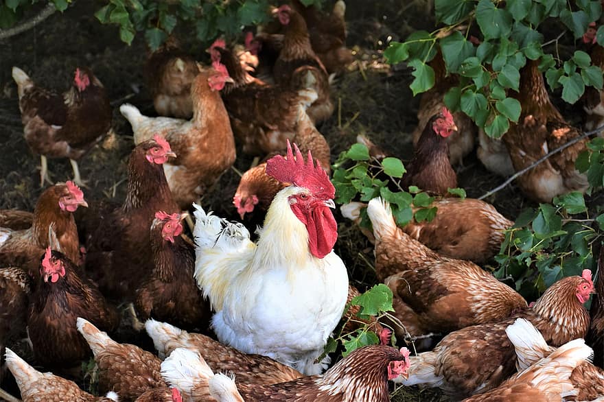 hahn, galinhas, ovo, gockel, aves domésticas, pássaro, cockscomb, conta, masculino, plumagem, cabeça de galo