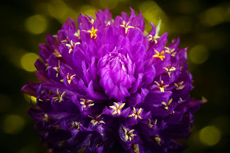 fioletowy kwiat, amarant globu, ogród, Natura, flora