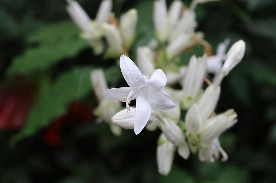 orkideer, blomster, hvide blomster, kronblade, hvide kronblade, flor, blomstre, flora, natur
