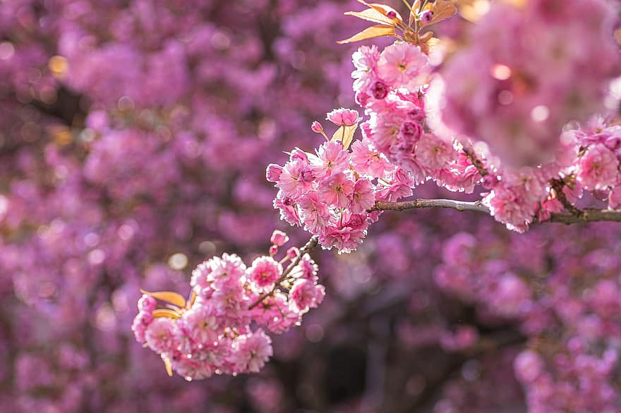 أزهار الكرز ، زهور ، ربيع ، ازهار زهرية اللون ، ساكورا ، إزهار ، زهر ، فرع شجرة ، شجرة ، طبيعة ، زهرة