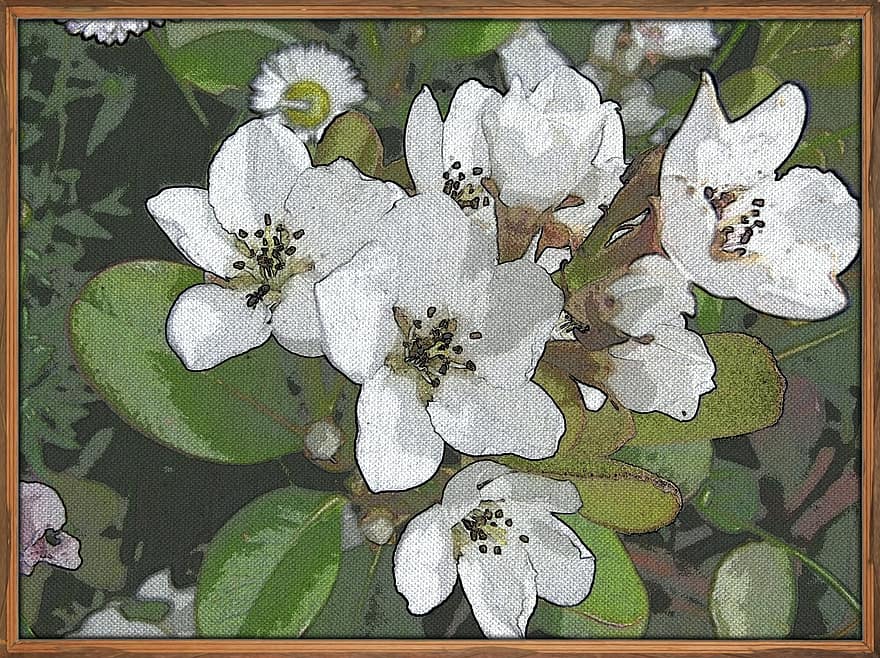 bức vẽ, nghệ thuật, trắng, táo gai Ấn Độ, những bông hoa, khung, vườn