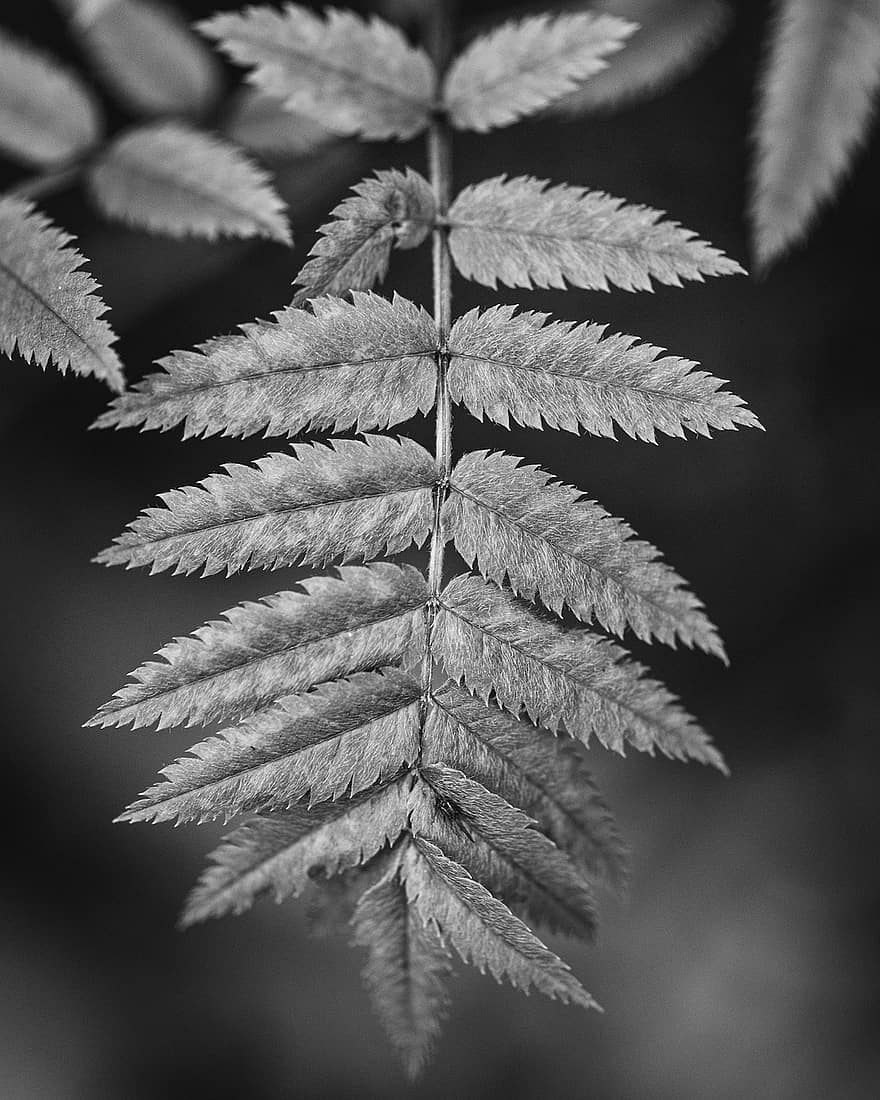 Fern, Leaves, Insect, Foliage, Plants, Flora, Botany, Horticulture, Nature, Monochrome, Black And White