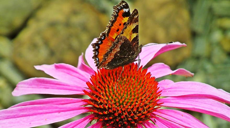 sommerfugl, Zinnia, pollinering, insekt, rosa blomst, hage, nærbilde, multi farget, blomst, sommer, anlegg