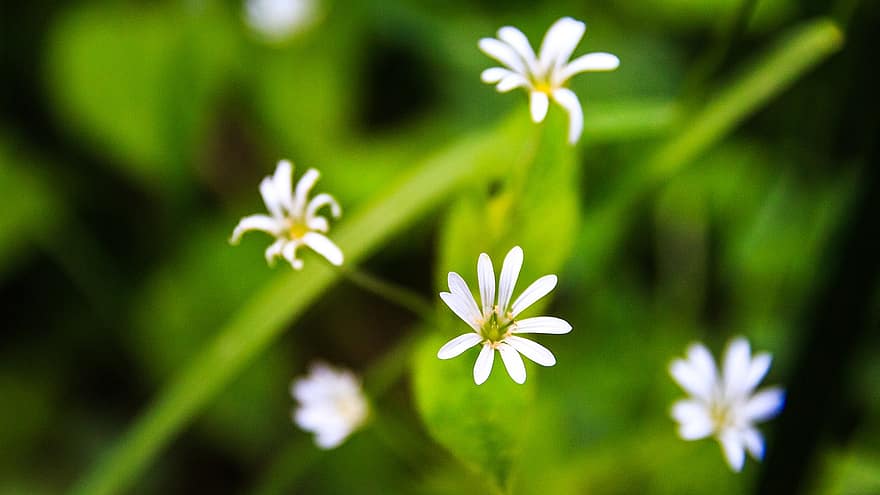 flor, flors silvestres, Forest Starwort, Stellaria Nemorum, blanc, bosc
