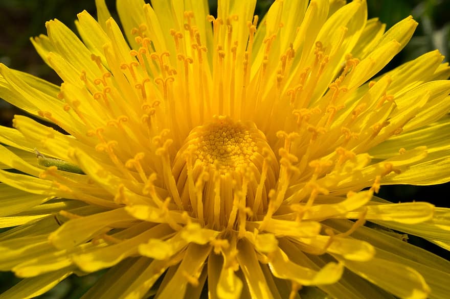 diente de león, amarillo, flor, pétalos, flor amarilla, pétalos amarillos, polen, floración, macro, planta