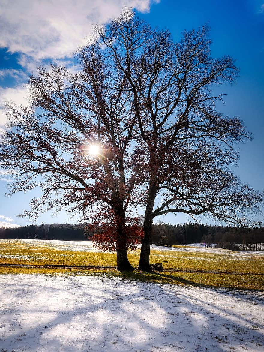 träd, äng, vinter-, snö, Sol, solljus, fält, kall, natur, säsong, landskap