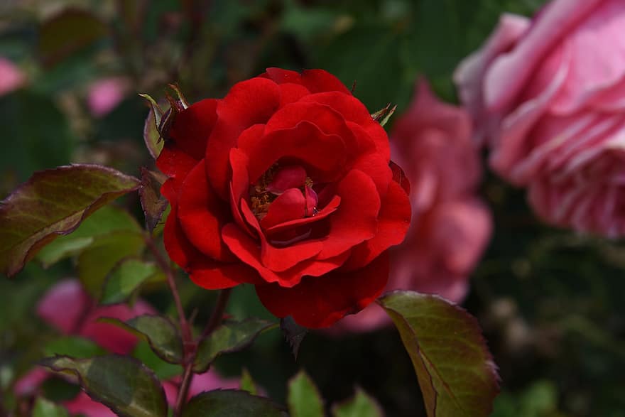 rote Rose, rote Blumen, Rosen, Blumen, Garten, Natur