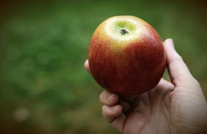 แอปเปิ้ล, ผลไม้, มือ, แข็งแรง, วิตามิน, สุก, กิน, เก็บเกี่ยว, อาหาร, kernobst gewaechs