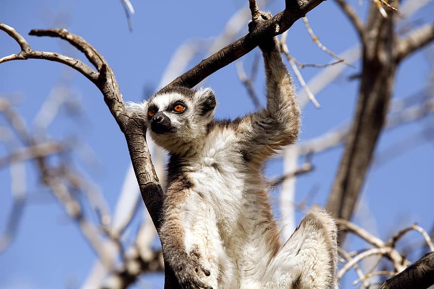 lemur, mamífer, arbre, branques, a l'aire lliure, natural, animal, conservació d’animals, en perill d’extinció, ull, bosc