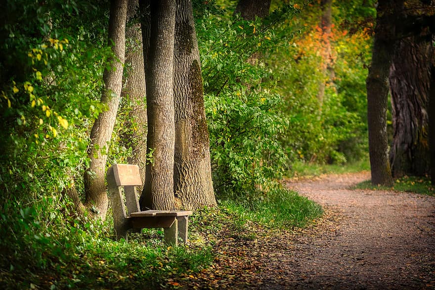 Forest, Trees, Path, Trail, Bench, Walk, Nature, Hiking, Autumn, Holidays