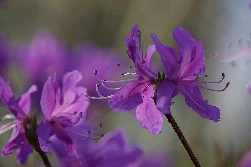 紫色の花、フラワーズ、花、自然、咲く、マクロ、春、植物、植物学、閉じる、工場