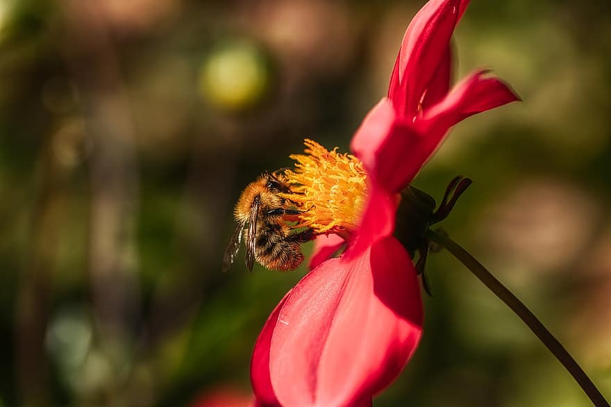 μέλισσα, λουλούδι, ντάλια, έντομο, κόκκινο λουλούδι, ανθίζω, φυτό, φύση, macro, bokeh, ηλιακό φως