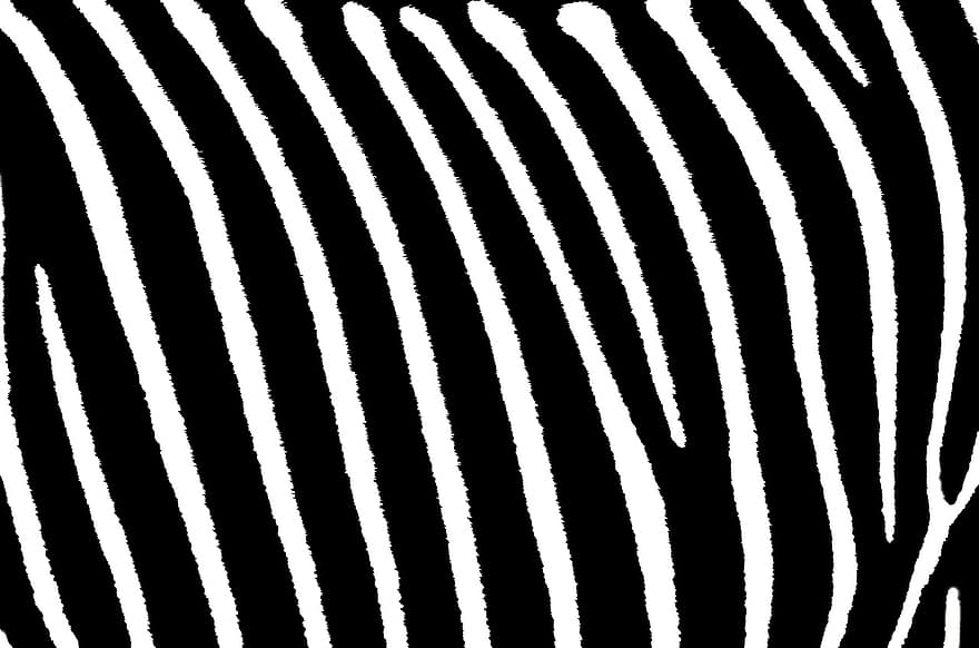 zebra, listras, branco, padronizar, Preto, impressão