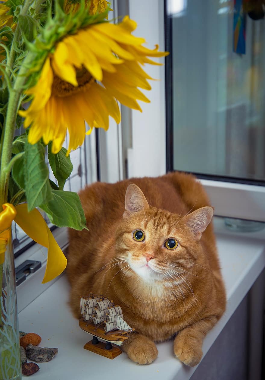 बिल्ली, किट्टी, बिल्ली के समान, सूरजमुखी, फूल