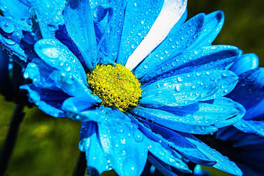 цвете, растение, роса, мокър, синьо цвете, листенца, разцвет, природа, капки роса, водни капчици, дъждовни капки