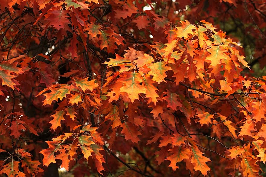 musim gugur, Daun-daun, dedaunan, dedaunan musim gugur, warna musim gugur, jatuh dedaunan, daun jatuh, daun jeruk, dedaunan oranye
