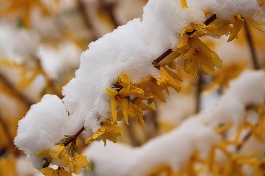 Forsythia, сняг, жълти цветя, декоративни храсти, пружина, цвят, разцвет, храст, цветя, маслинови, природа