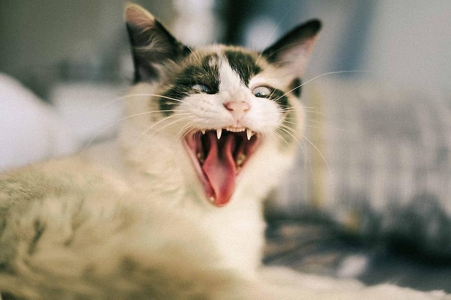 Cat, Feline, Kitten, Yawn, Whiskers, Pet, Animal