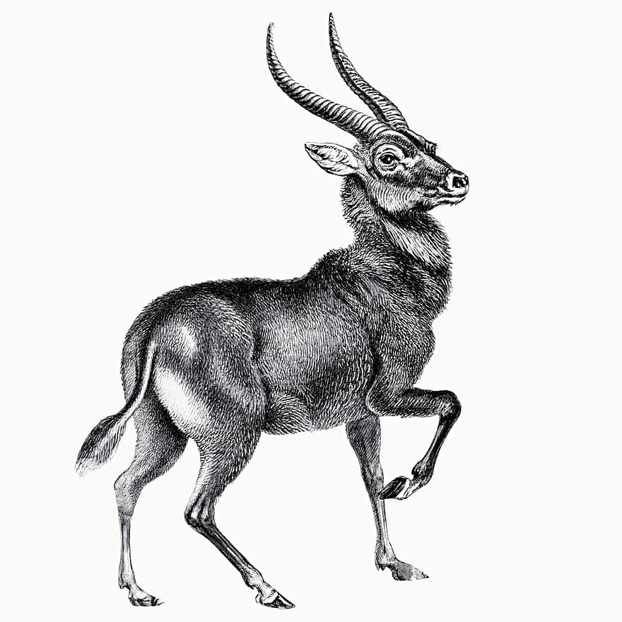 antilope, cornes, animal, ruminant, gravure, ancien, animal sauvage, mammifère, dessin au trait, isolé, Afrique