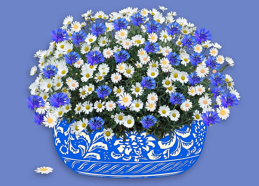 margherita, fiordaliso, vaso, fiorire, fioritura, bianca, pianta, natura, estate, blu, fiore bianco
