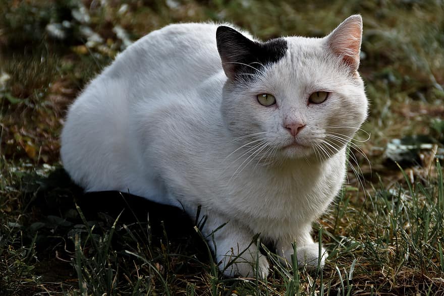 kucing, membelai, hewan, kucing putih, lokal, licik, mamalia, imut, mata hijau, duduk, halaman rumput