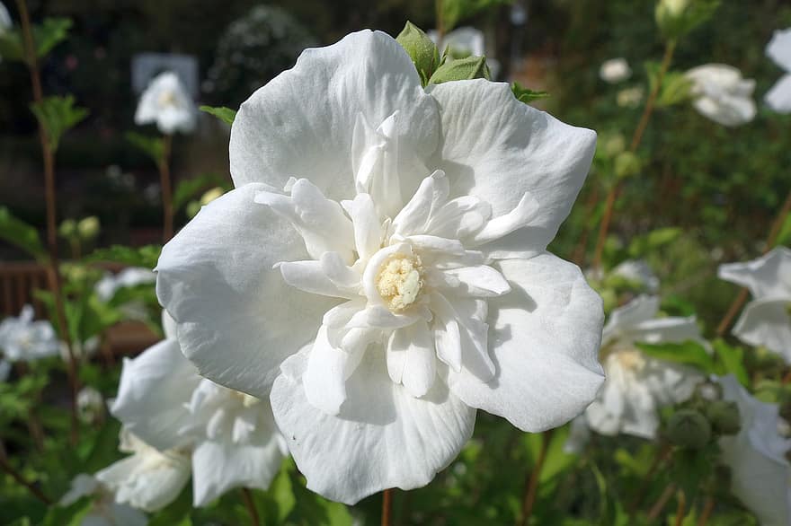 flor, flor blanca, florir, planta, naturalesa, flora, botànica, pètals blancs