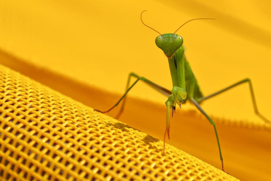 कीड़ा जो अपने अगले पैर को इस तरह जोड़े रहता है मानो प्रार्थना कर रहा हो, एक प्रकार का कीड़ा, कीट, एंटीना, जानवर, प्रकृति, मैक्रो