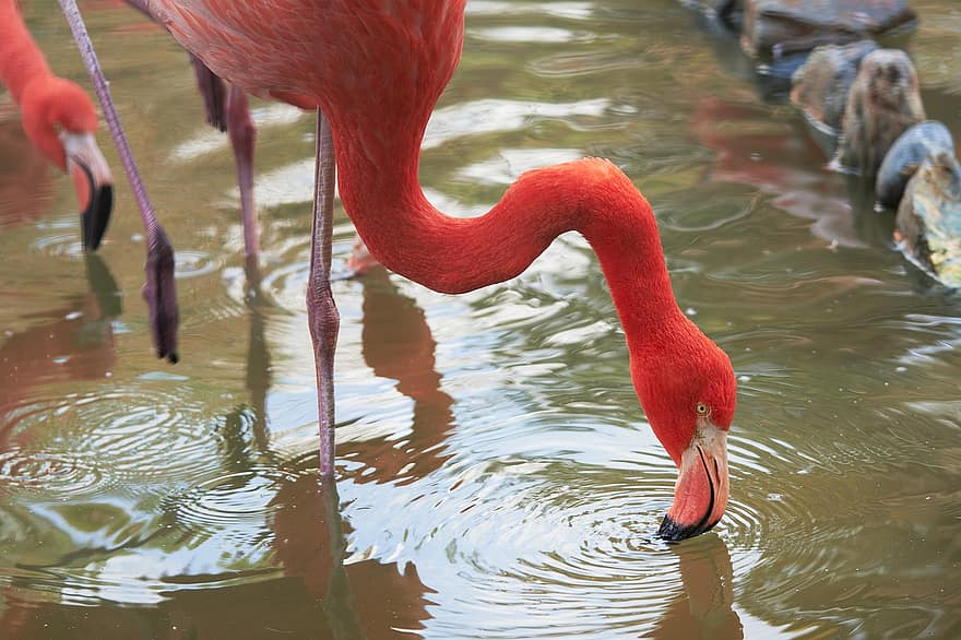 fugl, flamingo, ornitologi, arter, fauna, dyr, fjer, vand, næb, dyr i naturen, multi farvet