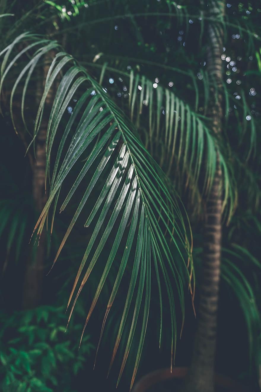 Leaves, Green, Nature, Plant, Tree, Foliage, Forest, Palm Leaves, Palm Tree, Garden, Watercolor