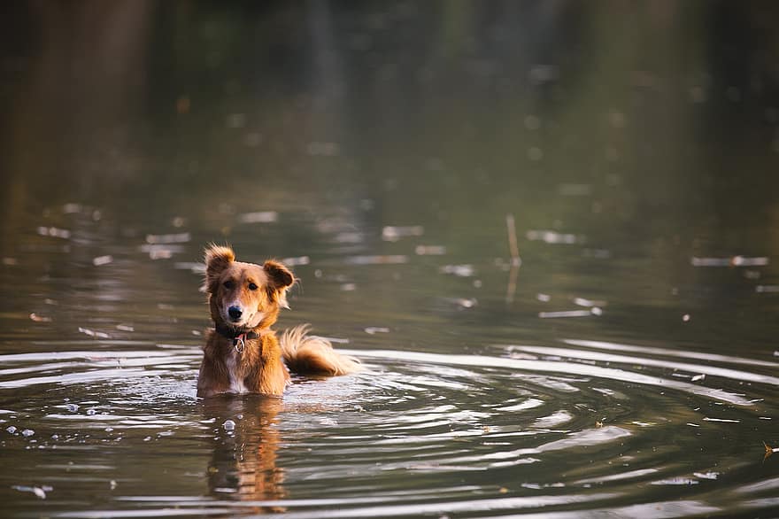 หมา, สุนัข, ทะเลสาป, บ่อน้ำ, สัตว์เลี้ยง, ในประเทศ, สัตว์, น่ารัก, สุนัขสายพันธุ์แท้, ลูกสุนัข, น้ำ
