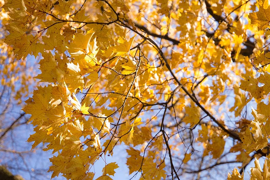 herfst, bladeren, esdoorn, boom, takken, gebladerte, vallen