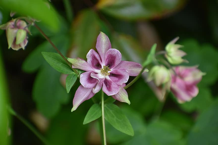 Akelei Blumen, Flora