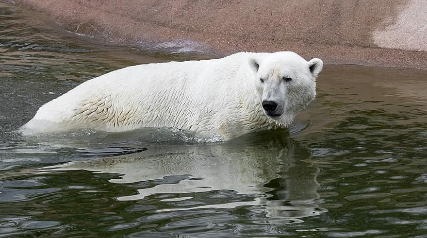 ours polaire, Ursus Maritimus, Zoo de Ranua, animal, mammifère, Finlande, Ranua, faune, animaux à l'état sauvage, Arctique, eau