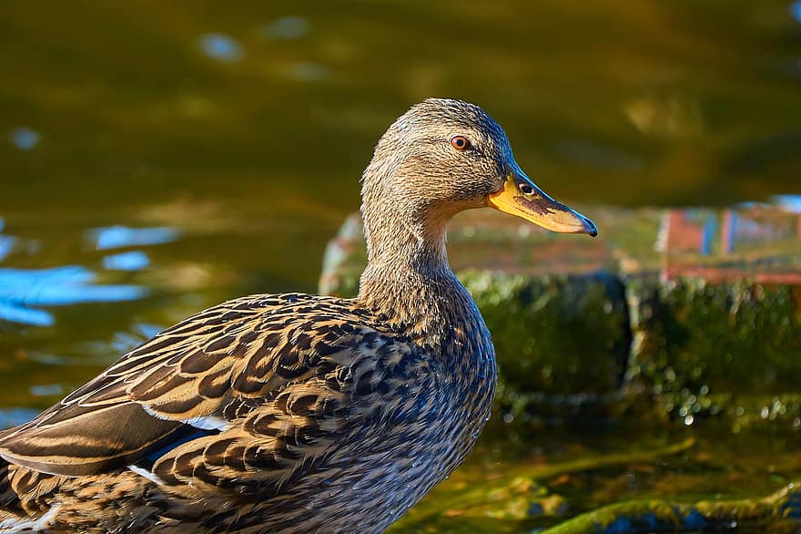 Duck, Bird, Beak, Water, Feathers, Nature, Plumage, Anatidae, Water Bird, Ave, Avian