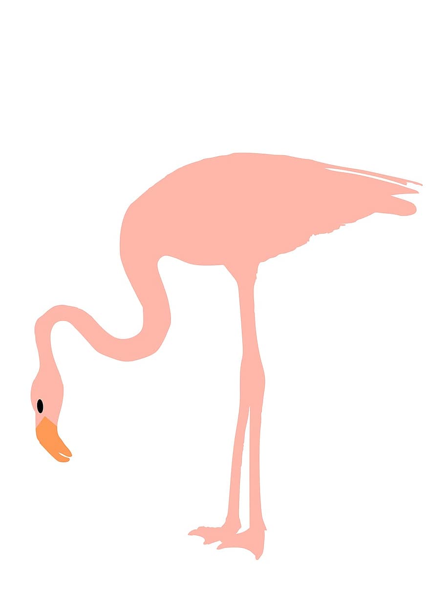 flamingo, rosa, fugl, eksotisk, tropisk