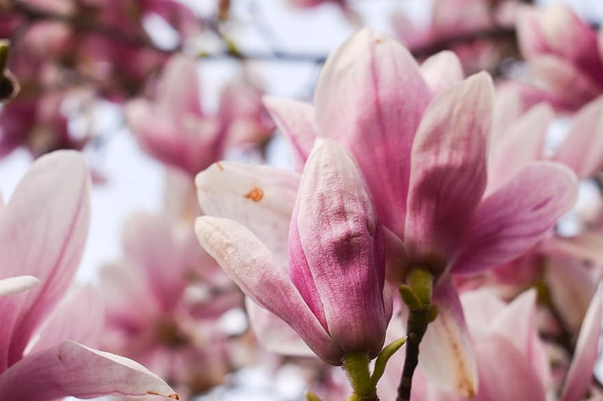 magnolia, blomster, forår, kronblade, lyserøde blomster, flor, plante, træ, have, natur