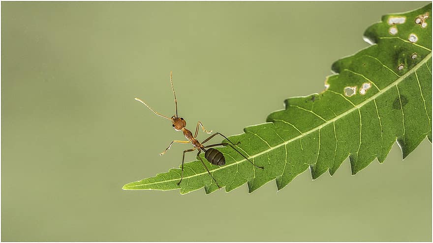 έντομο, μυρμήγκι, εντομολογία, είδος, macro, φύλλο