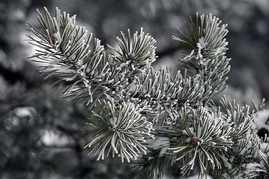 borovice, jehly, sníh, zimní, smrk, mráz, led, listy, ratolest, větev, větvička