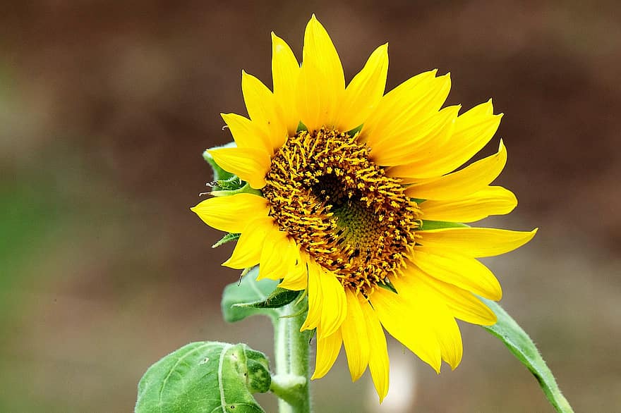 bunga matahari, bunga, bunga kuning, kelopak, kelopak kuning, biji bunga matahari, berkembang, mekar, flora, alam, merapatkan