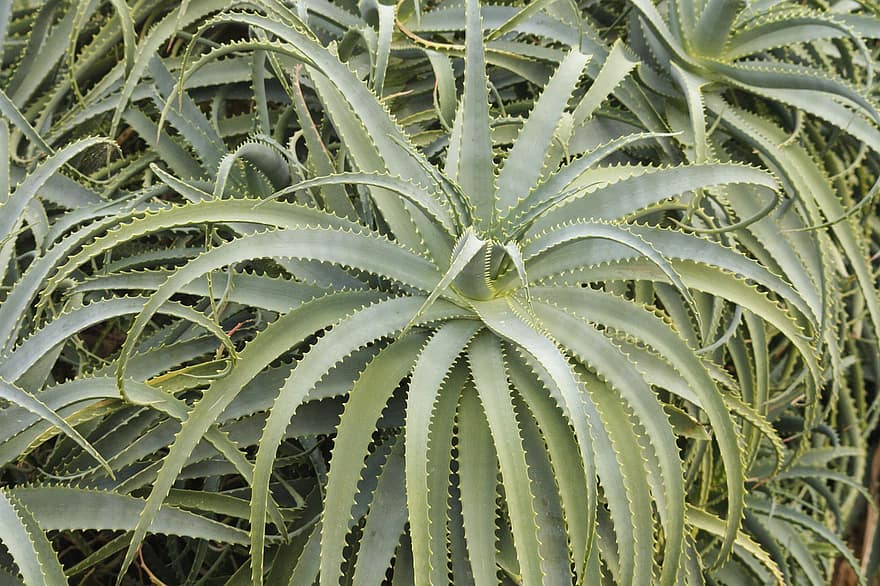 Aloe Vera, le foglie, piante, succulente, fogliame, verde, spine, spinoso, serra, natura