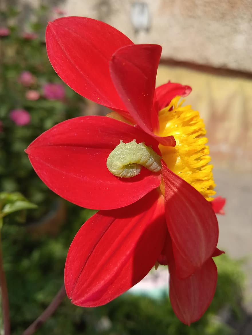 gąsienica, czerwony kwiat, ogród, szkodnik