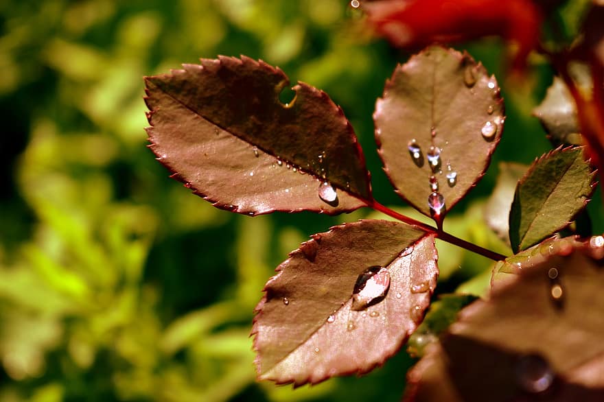 hojas, planta, Rocío, mojado, gotas de rocío, follaje, gotas de lluvia, naturaleza
