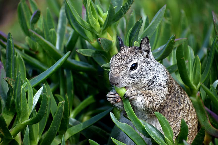Kalifornien Ground Squirrel, vilda djur och växter, kalifornien, ekorre, djur-, vild