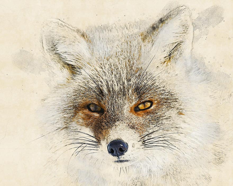 Red Fox, Animal, Photo Art, Head, Canine, Mammal, Wildlife, Carnivore, Predator, Portrait